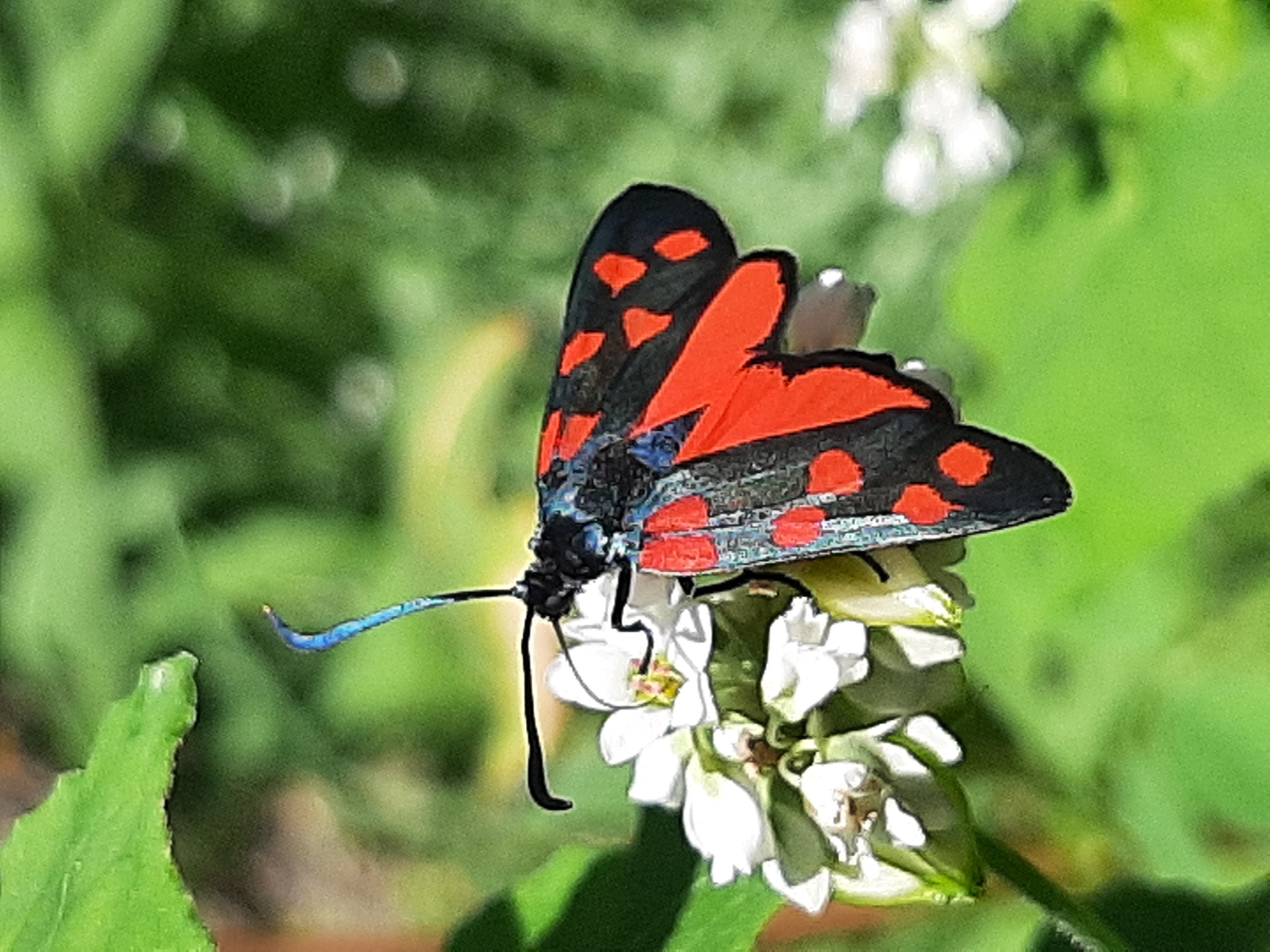 Blutströpfchen