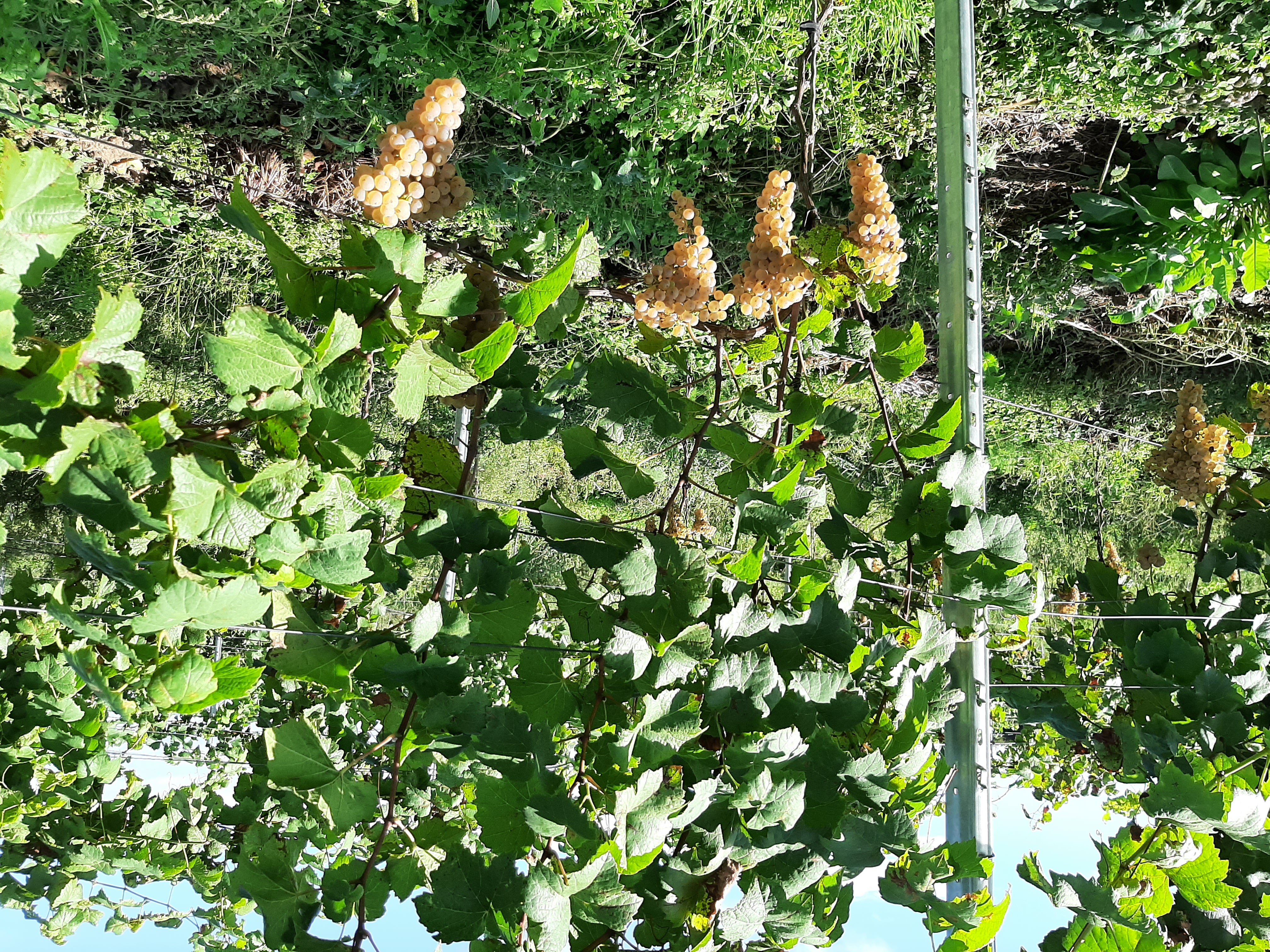 Donauriesling-Trauben