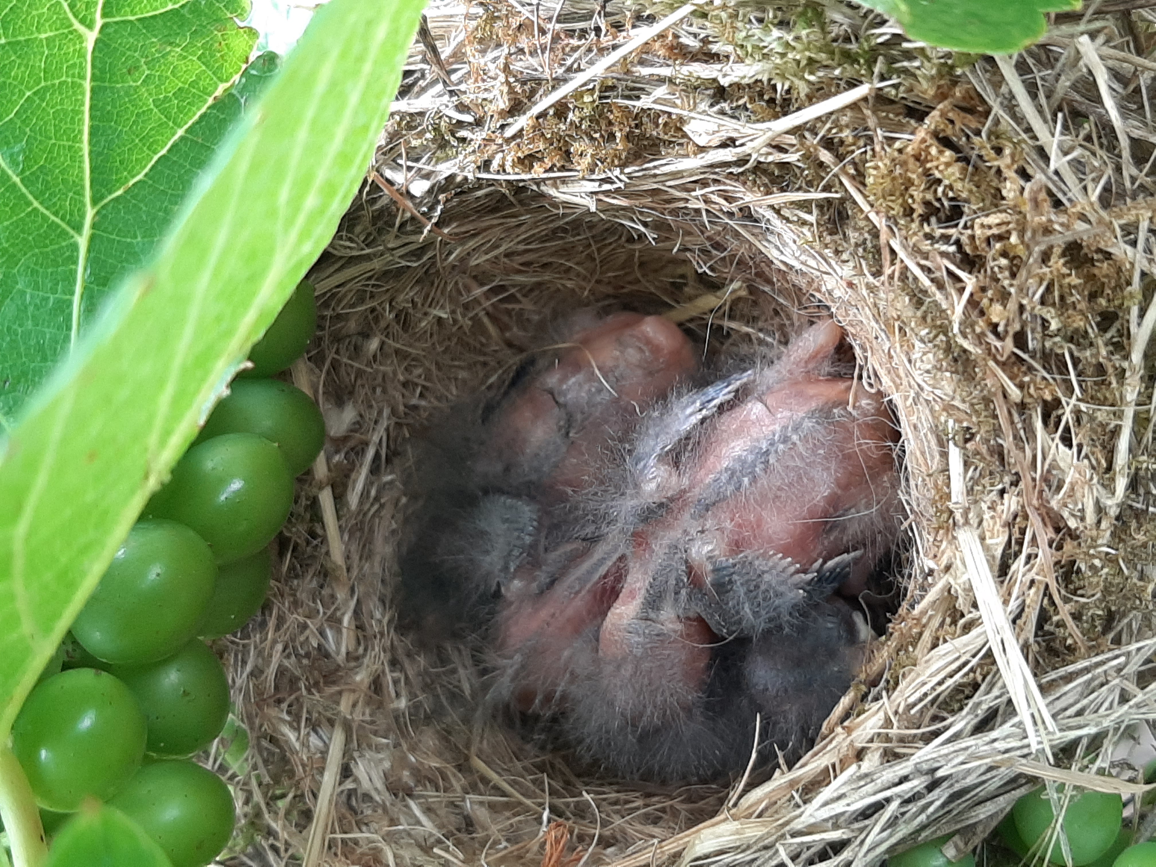 Jungvögel des Gartenrotschwanzes
