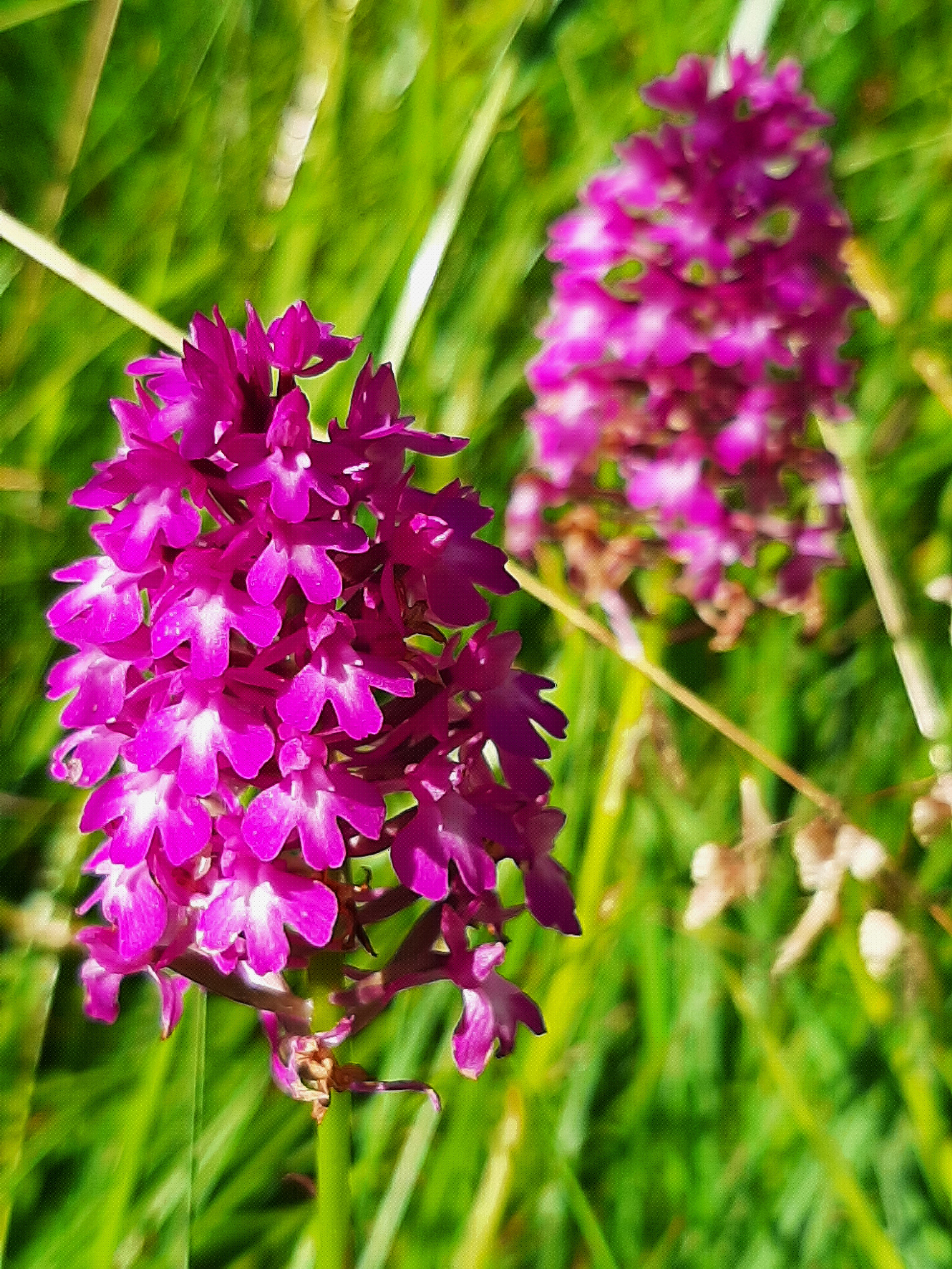 Orchideen