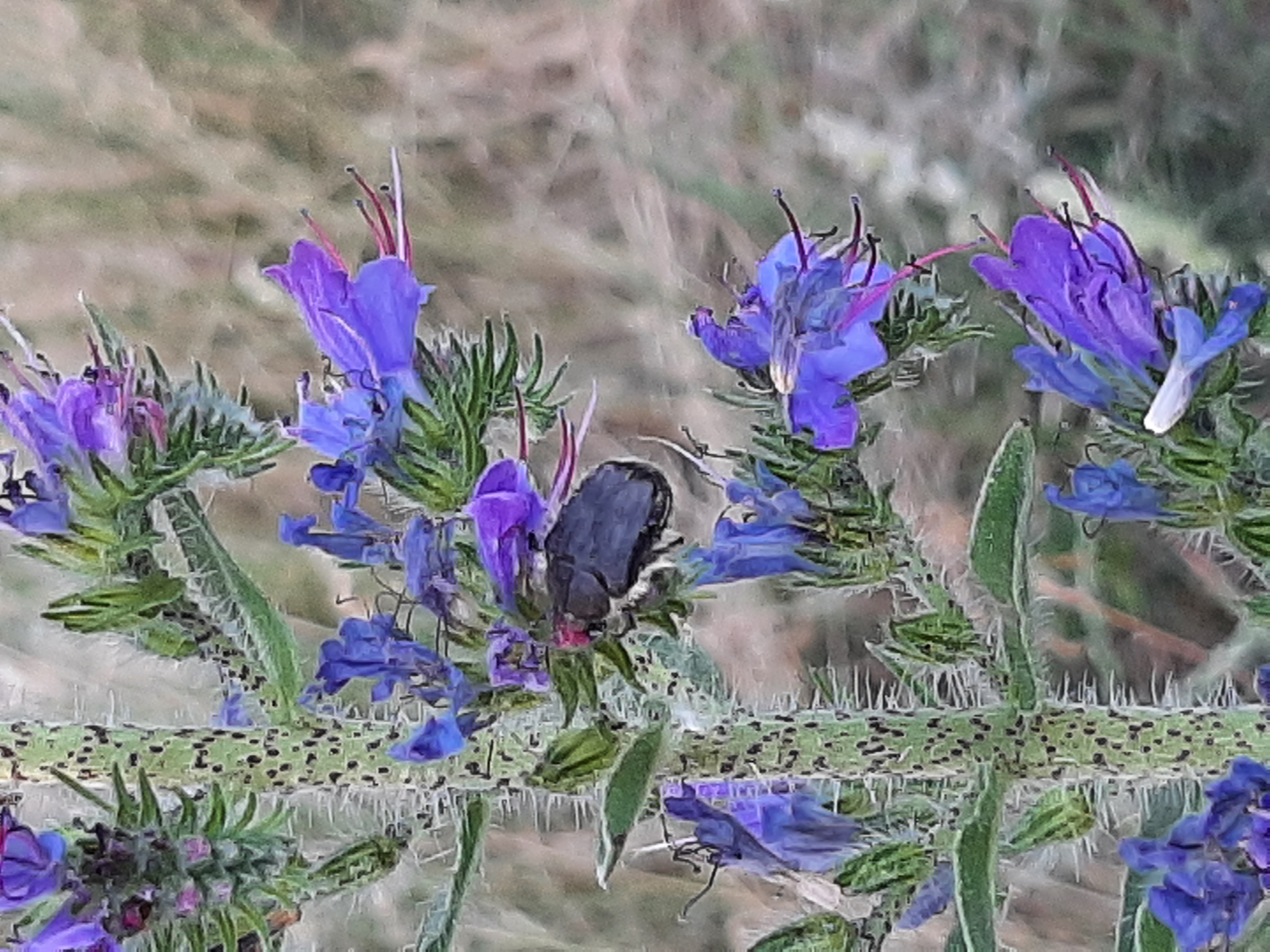 Rosenkäfer auf Natternkopf am Kirchberg