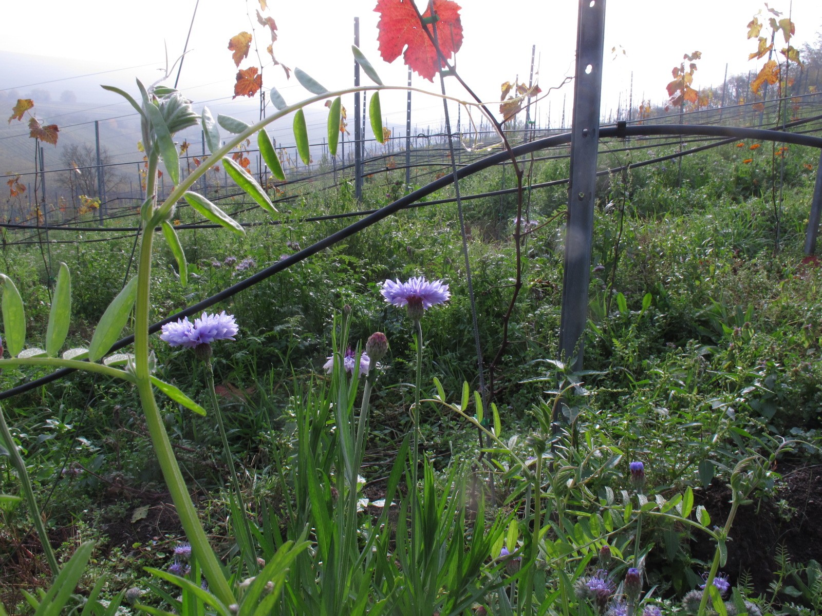 Weinbergsflora
